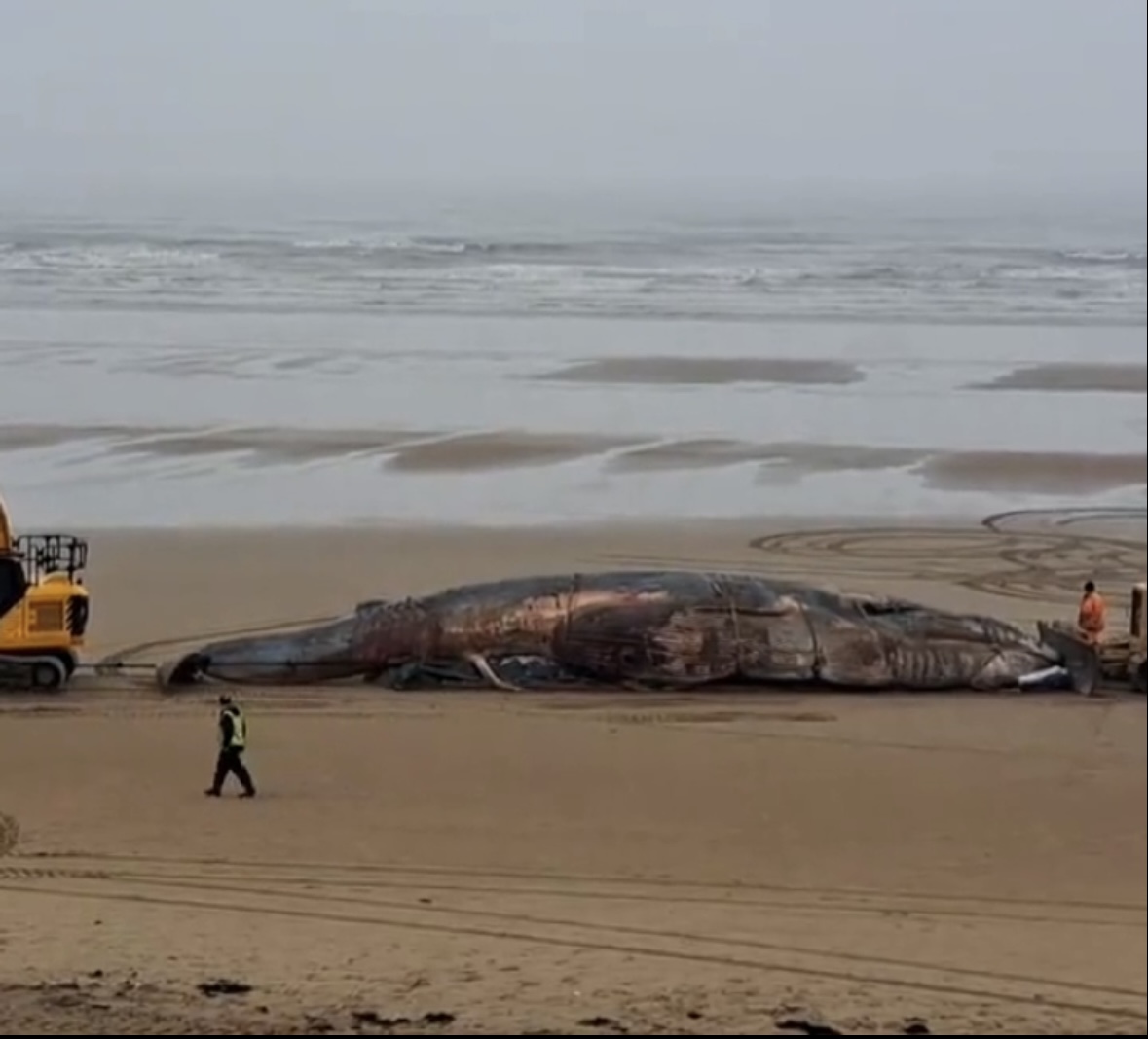 数百头鲸鱼搁浅澳洲海滩,大型鲸鱼搁浅的原因