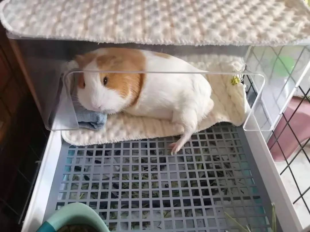 荷兰猪瘸了一只腿,荷兰猪腿瘸了会自愈吗