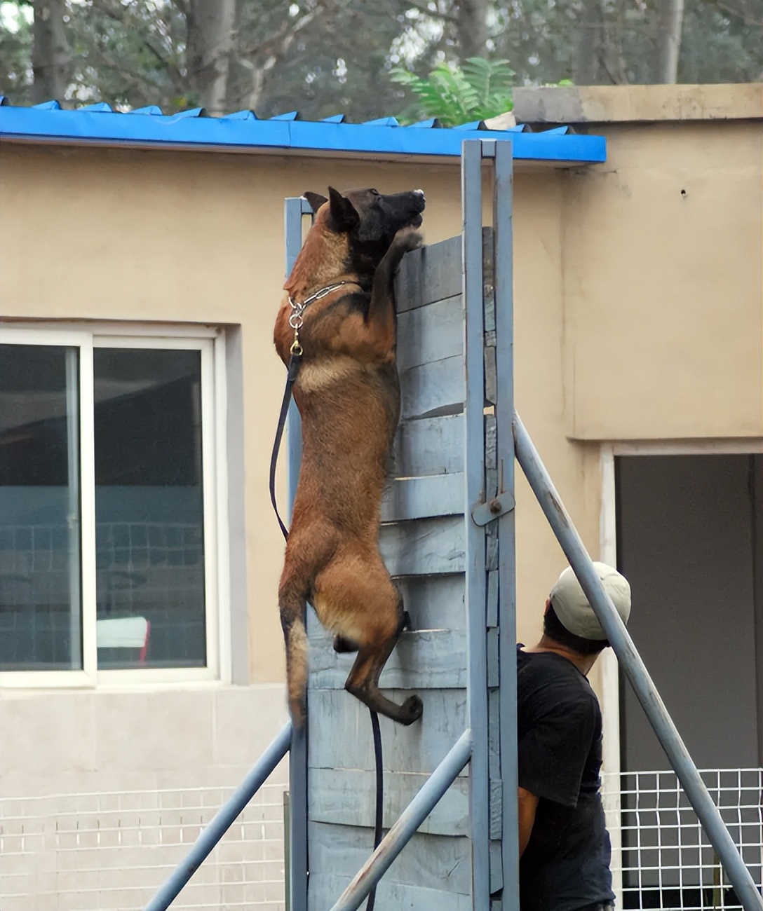 犬舍需要办什么手续,犬舍需要营业执照吗