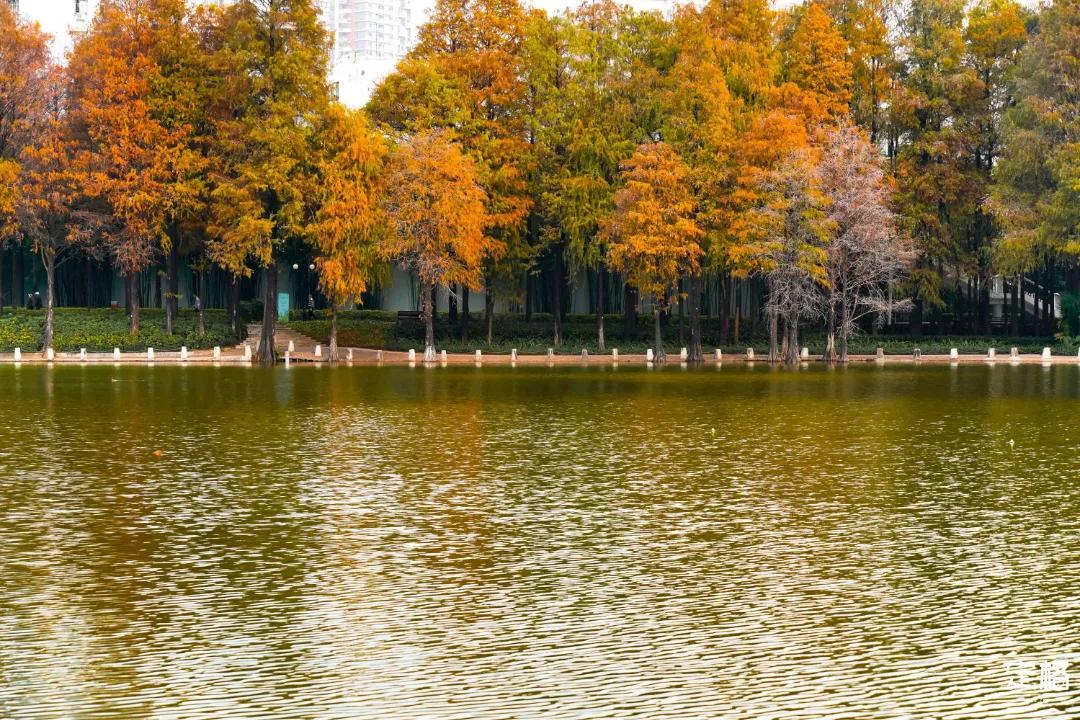 娲箹鍏洯娣卞湷,娲箹鍏洯鑽疯姳