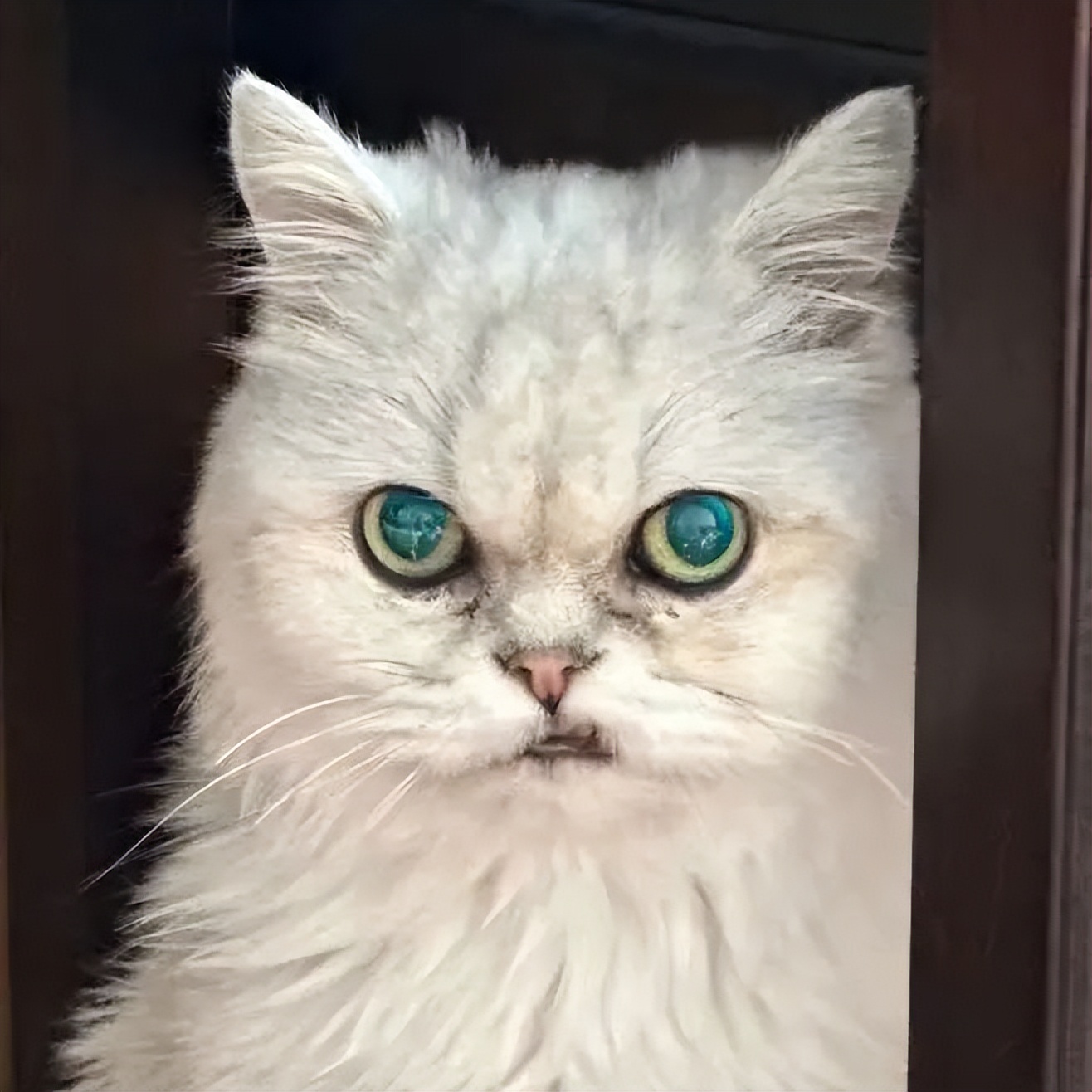 「宠物领养FreeAdopt」萌宠新生大聚会~哪位宝贝是你的最爱？