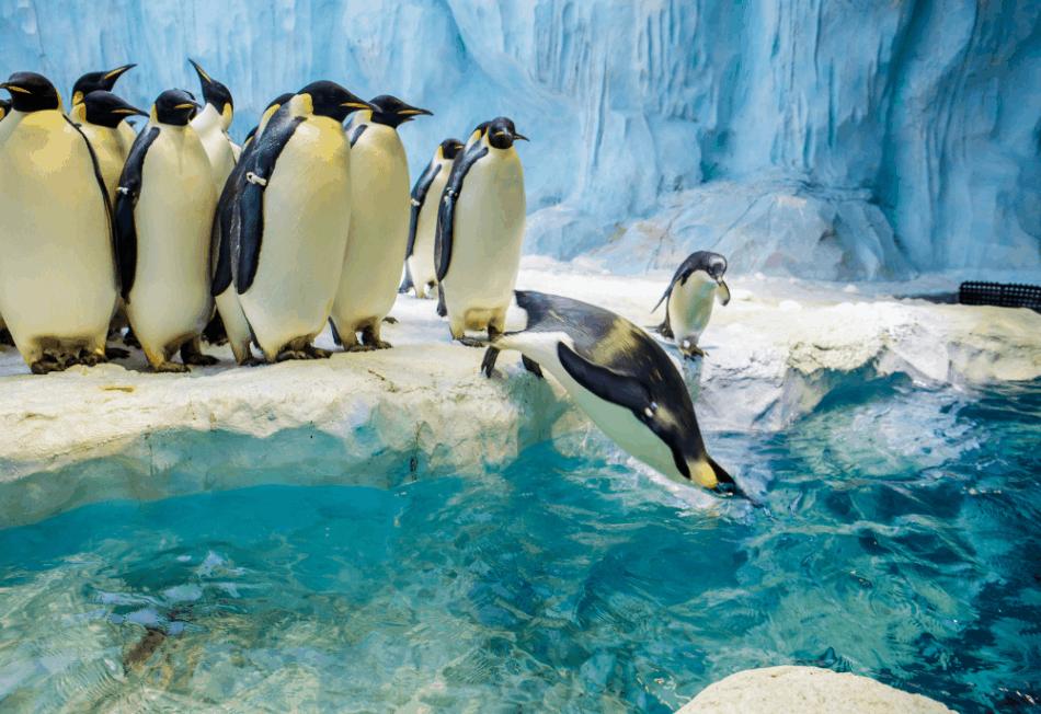 去珠海长隆海洋王国攻略三天两夜,珠海长隆海洋王国3天旅游攻略