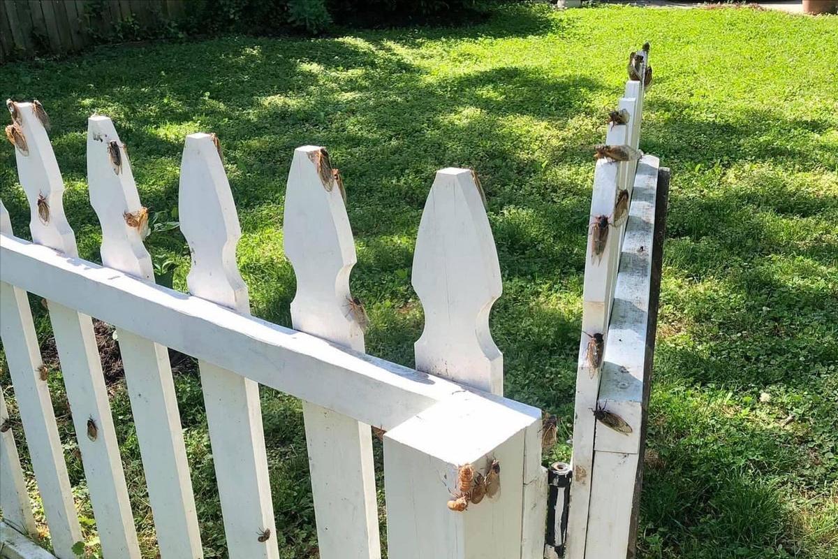 在美国知了猴泛滥,中国人在美国吃知了猴