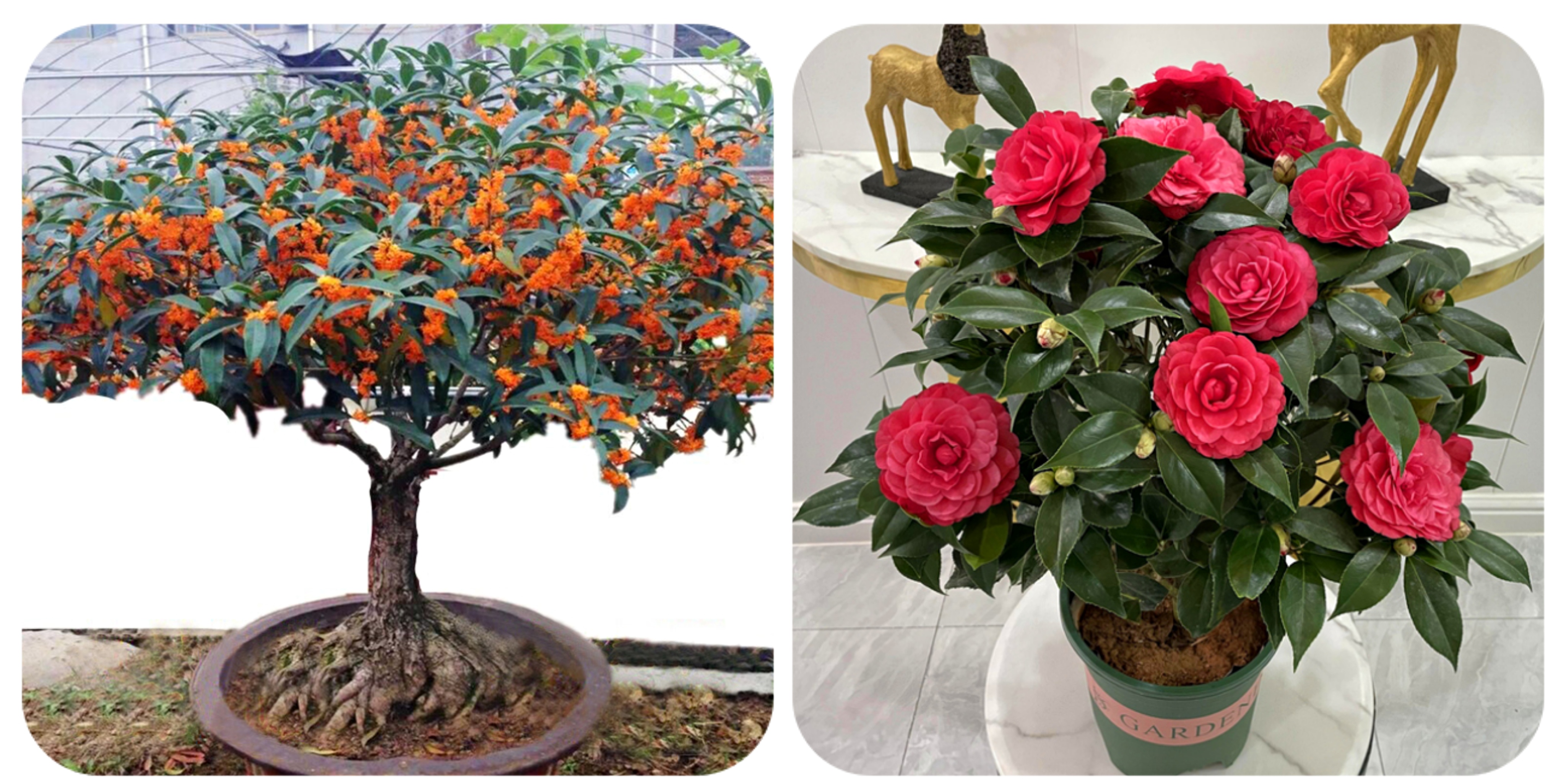 100个阳台养什么花好,100种阳台养的花草