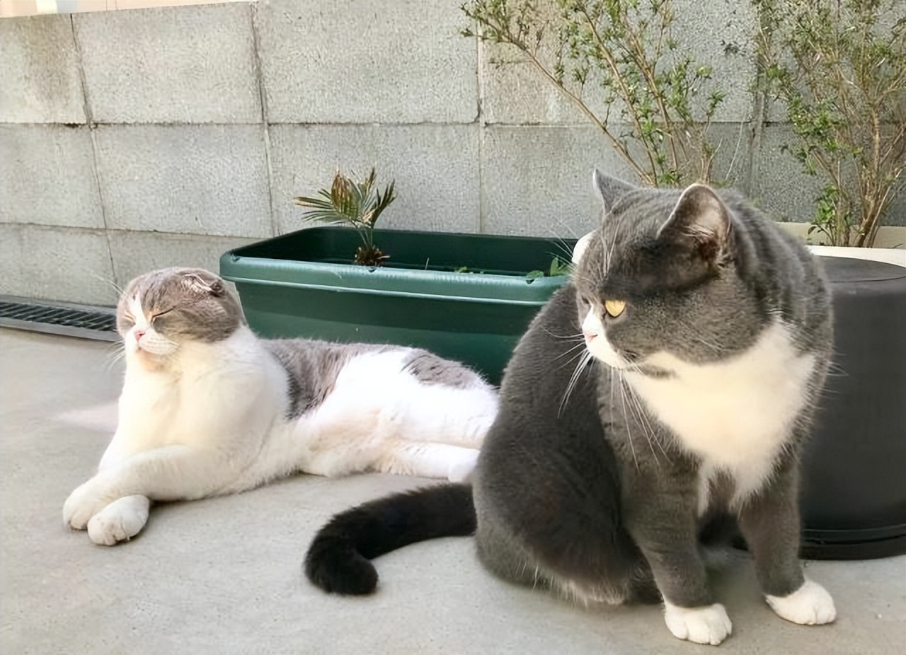 家里养几只猫会传染结肠炎吗,家里养几只猫对孩子学习有影响吗