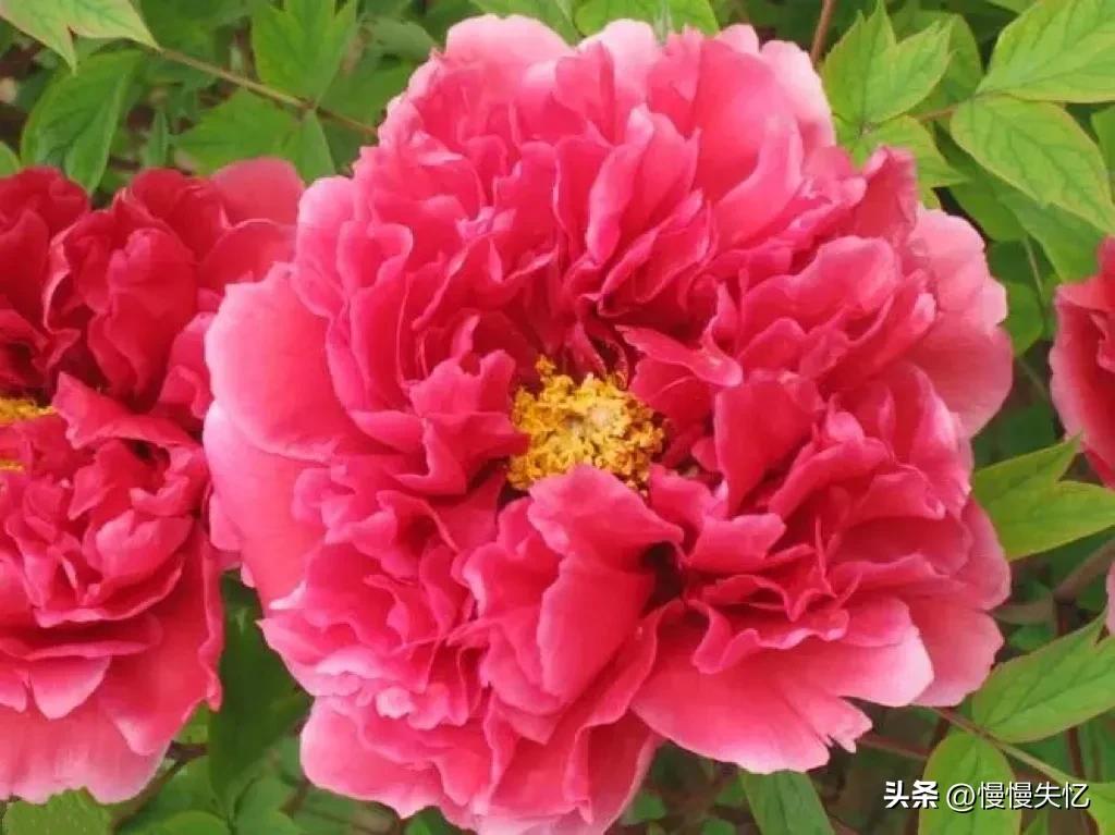 宋朝牡丹诗词,历代咏牡丹花诗词大全