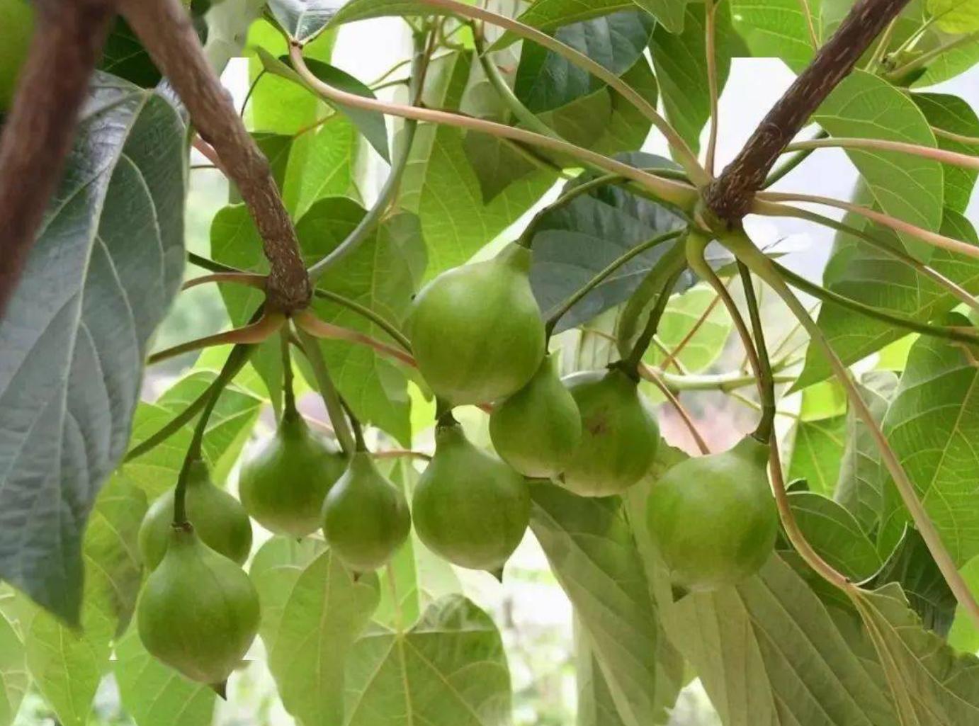 中美桐油*款贷**屈辱史:为借款4亿,以桐油抵押,才换取2500万美元