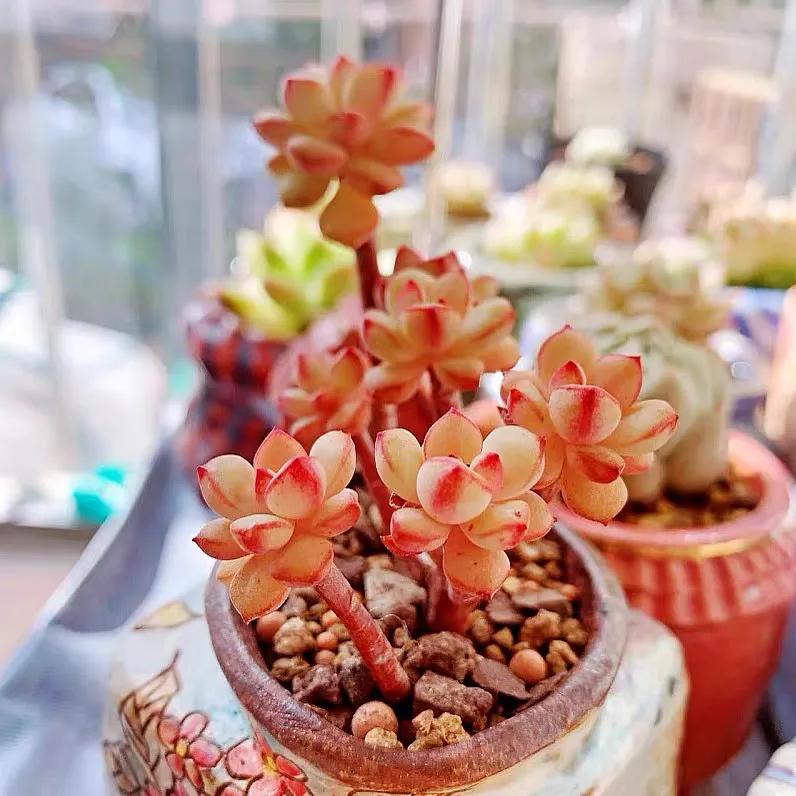 好看又度夏容易的多肉品种,油画棒绘画治愈系简单多肉葡萄