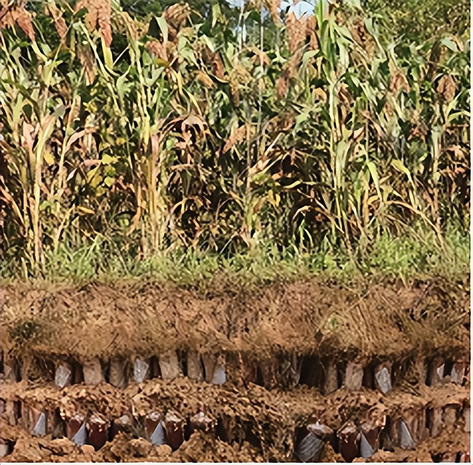 97香港回归赖茅纪念酒多少钱,97赖茅香港回归纪念酒是否为假酒