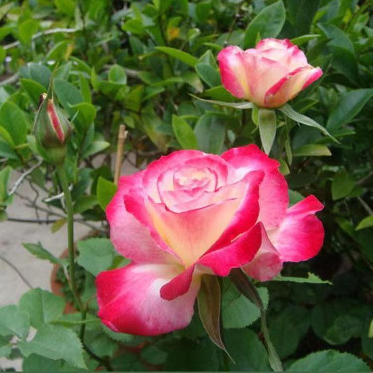 南洋红双喜花开富贵,红双喜双喜临门