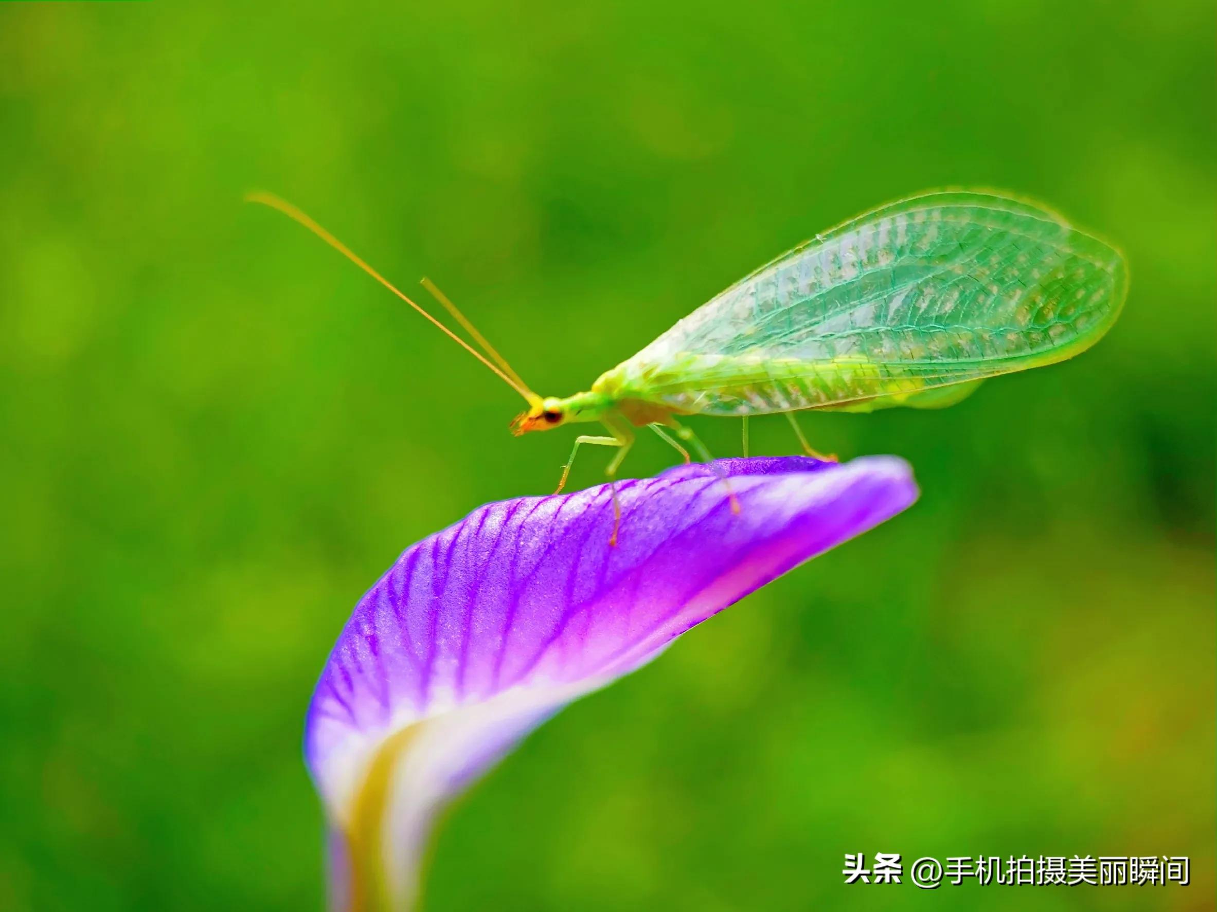 什么手机拍摄视频效果好,手机怎么拍摄视频更好看