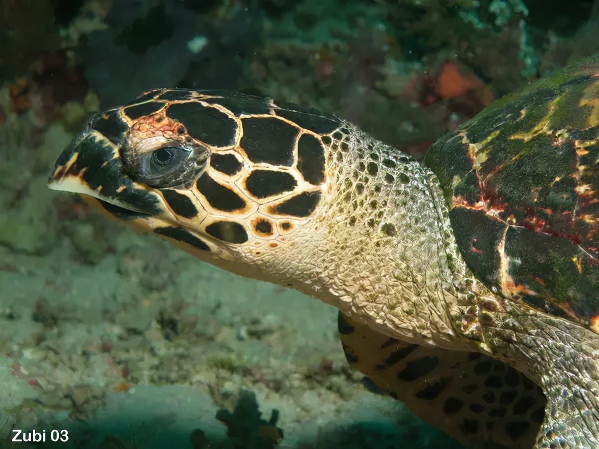 玳瑁稀有程度,玳瑁是唯一能消化玻璃的海龟