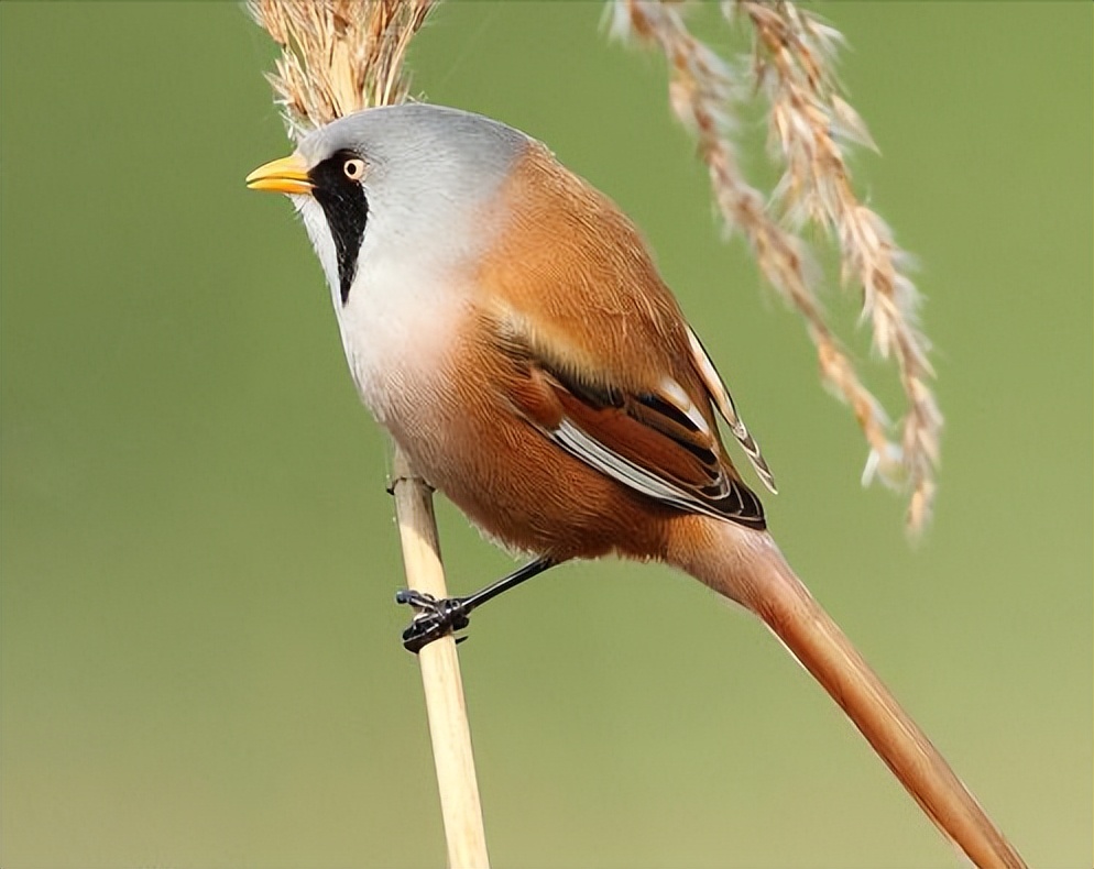 鸟儿大全高清图,高清珍稀鸟动态图片大全
