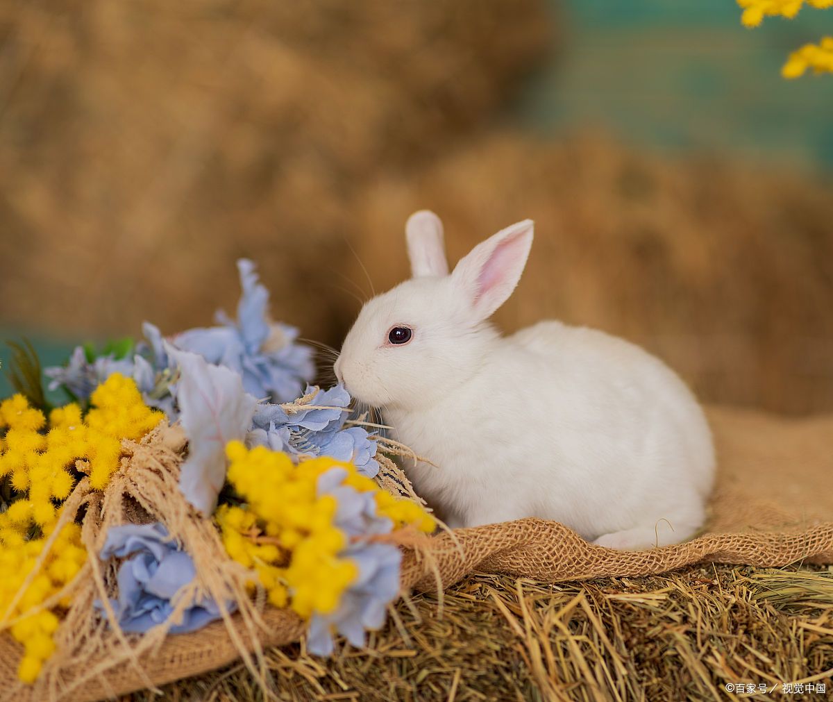兔子不能洗澡怎么回事,兔子不能洗澡用什么清理