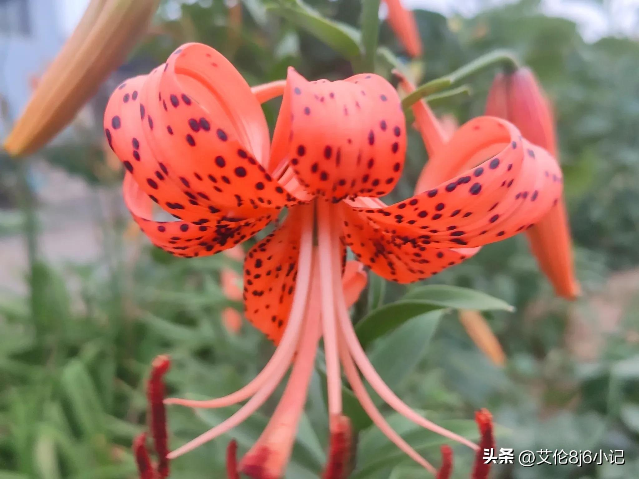 咏卷丹花开～绝美艳丽，虎皮花纹，美轮美奂