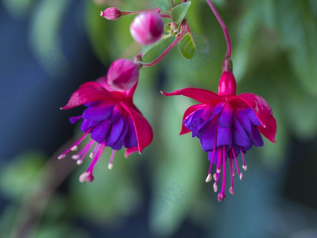 倒挂金钟绝美图片,探照灯倒挂钟