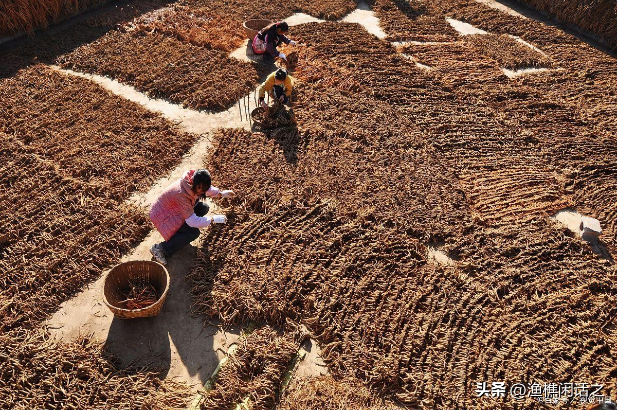 如何推进我国农村合作经济组织,当前农村经济合作社存在的问题