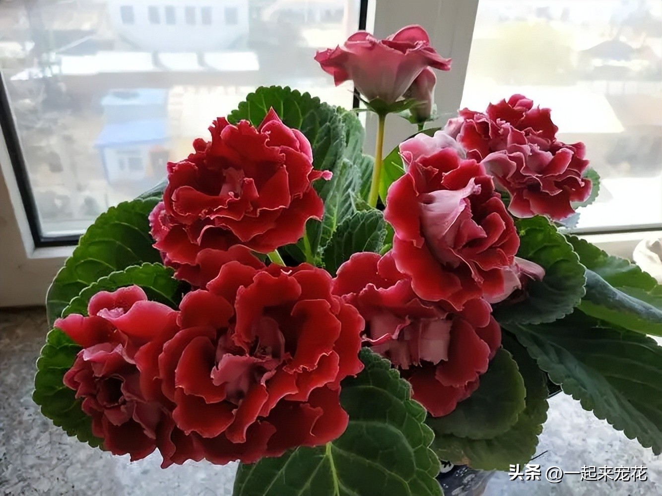 6种花冬季不要晒太阳,这5种花晒不死太阳越大开花越多