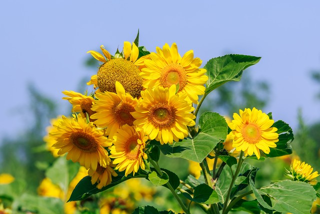 花园里的花种类,花种类大全百科全书