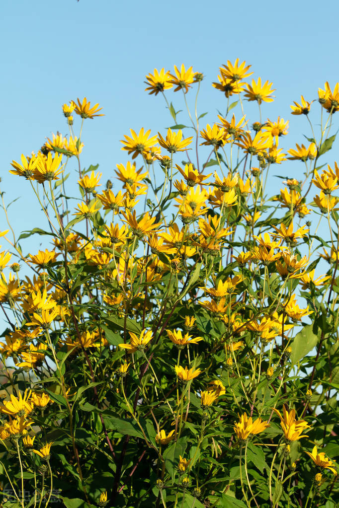 生活妙招100条,生活小妙招擦玻璃