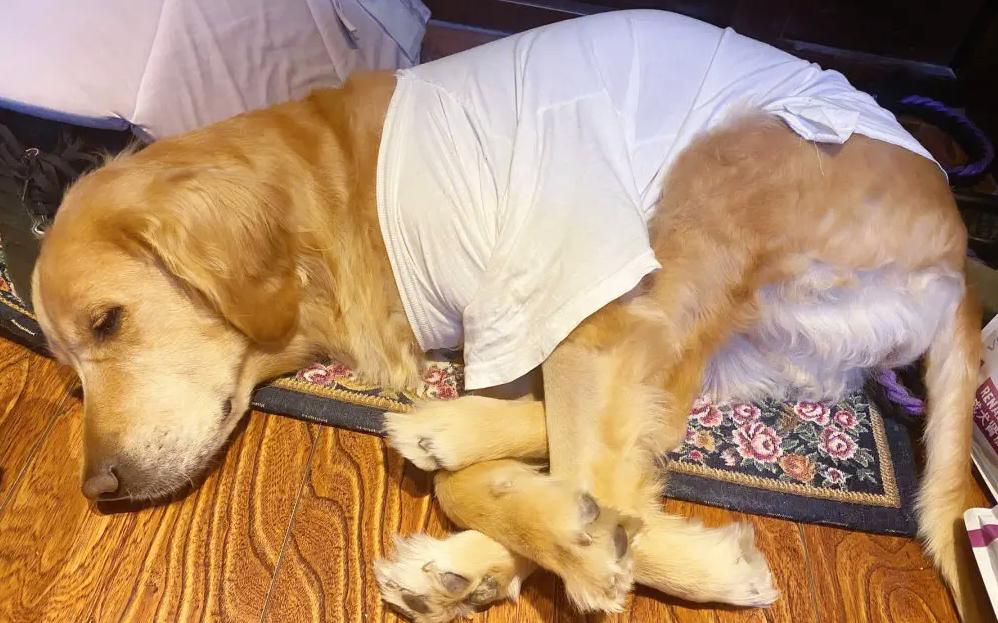 金毛不吃狗粮可以当土狗养吗,金毛不吃东西怎么办吃什么药