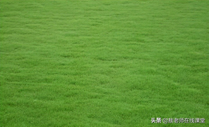 草坪园林景观设计,园林景观和草坪景观区别