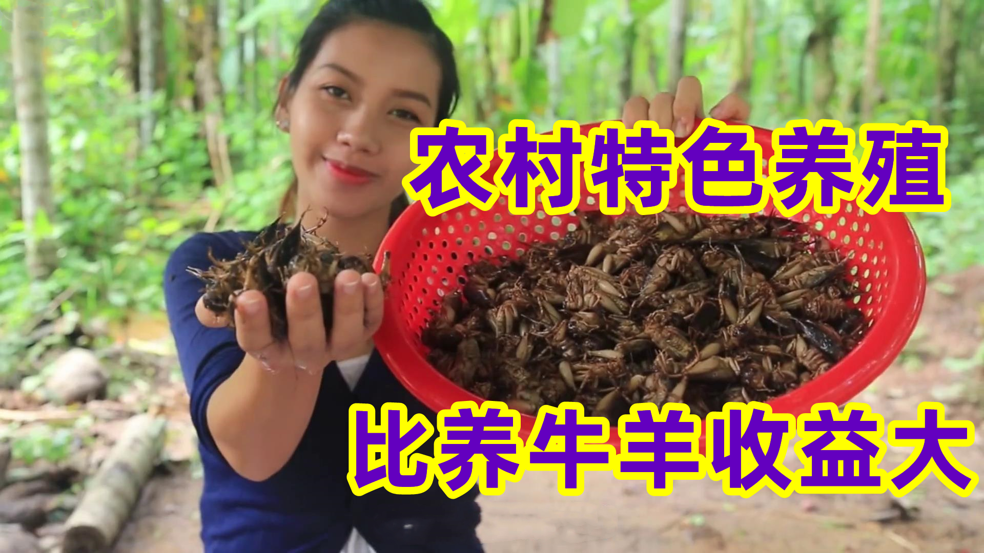 农村成本低回本快的养殖,5万元冷门养殖致富