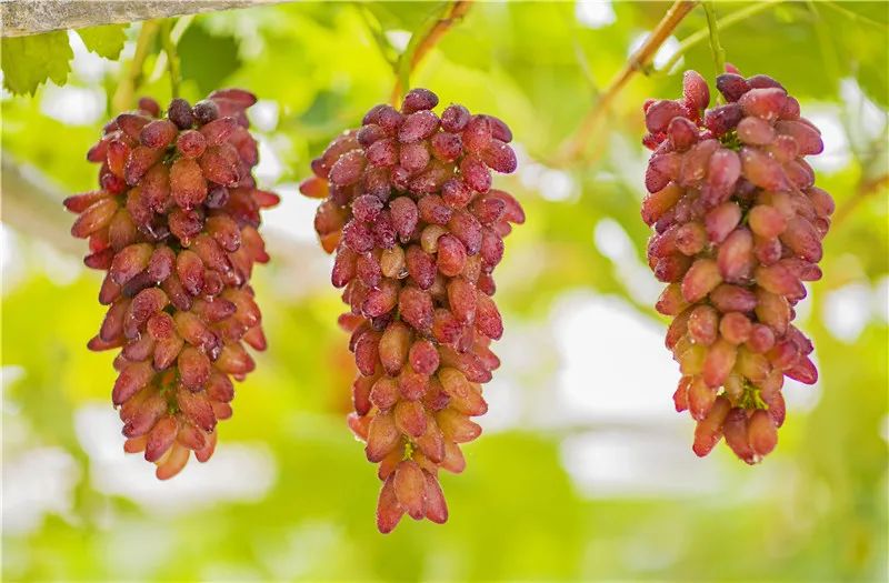 四川雅安糖心苹果自然采摘,雅安苹果采摘