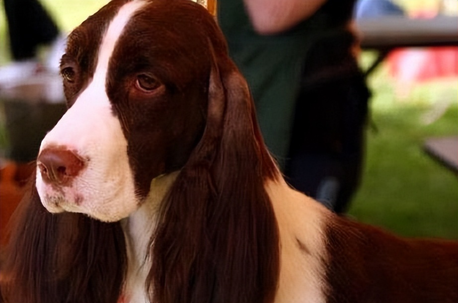 史宾格有什么特点,史宾格优点和缺点