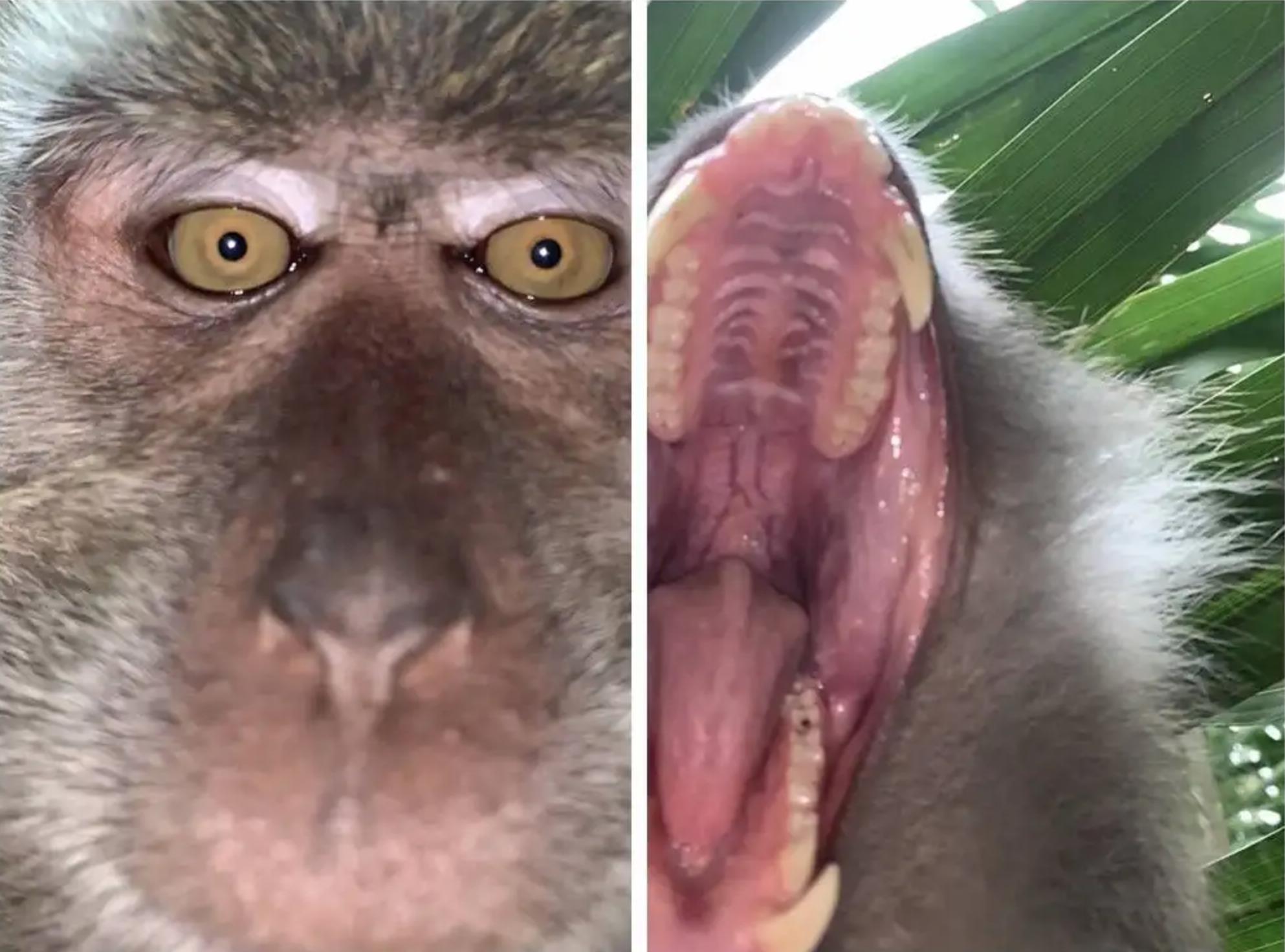 猴子放火,猴子为何不能当宠物