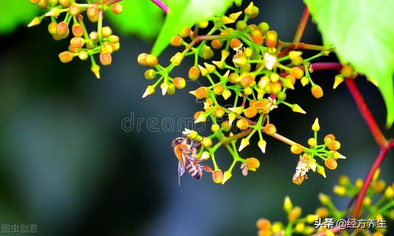 急则治其标缓则治其本出处,急则治其表缓则治其本