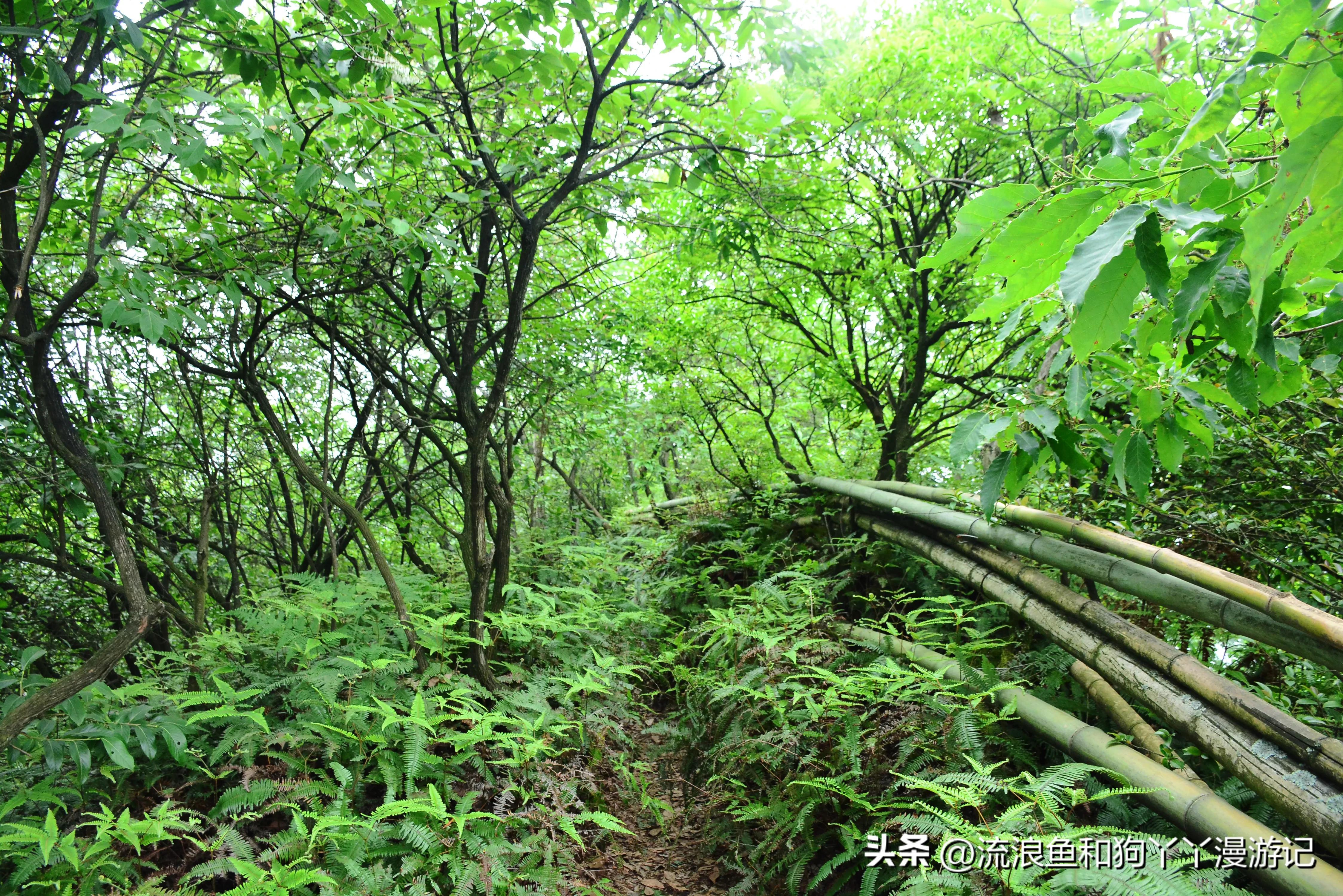 四月份成都近郊一日游好去处,2022成都近郊看雪一日游最佳去处