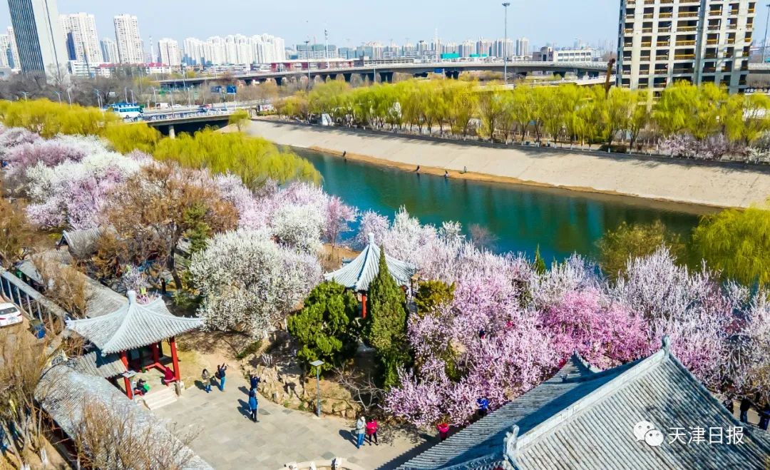 天津桃花堤桃花花期多长时间,天津运河桃花节时间表
