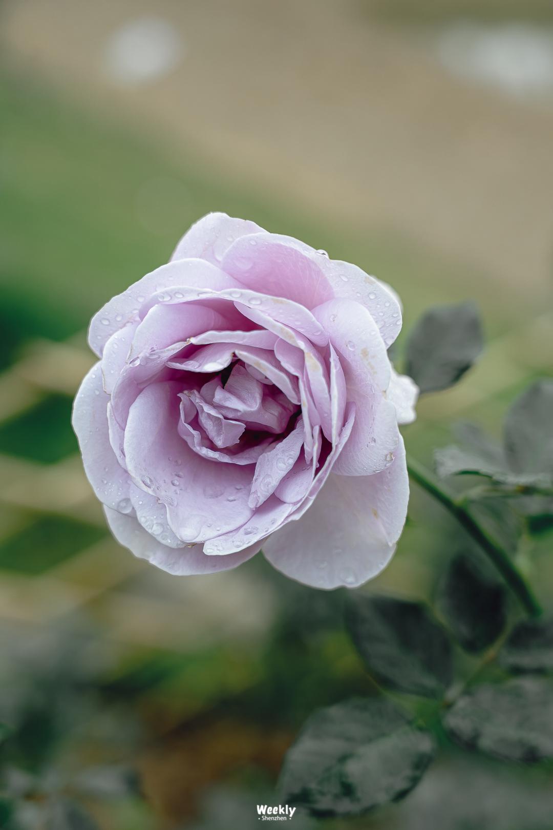好好走过红荔路，才知道住福田有多让人羡慕
