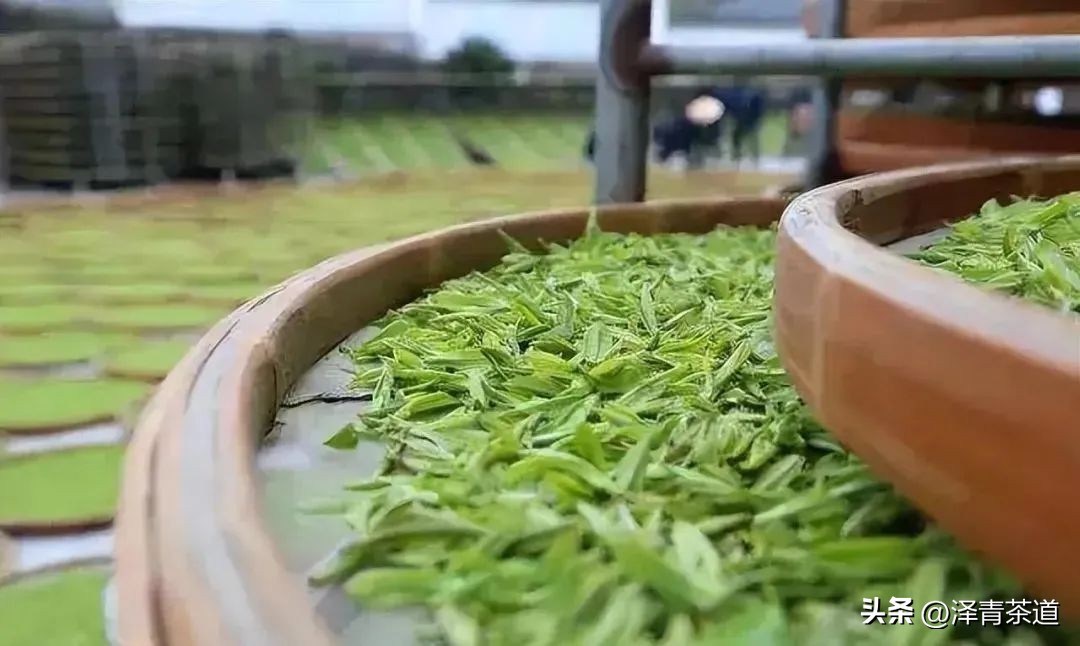 中国茶叶第一产茶大省,陕西中国茶叶第一大省