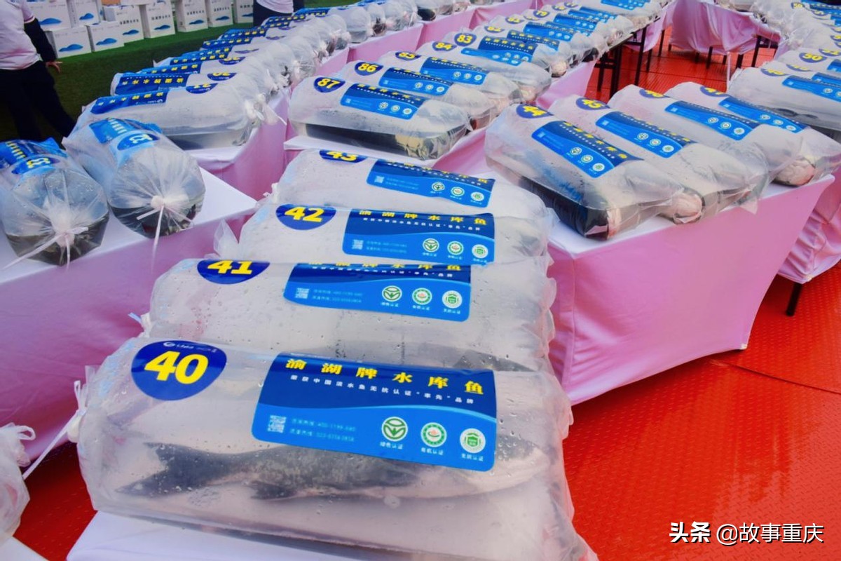 “两江渔业”巨鱼起捕拍卖背后的山城水库渔业之兴