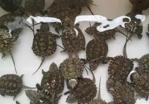 十大暴利养殖一个月能赚一万多,冷门养殖视频一年收入100万