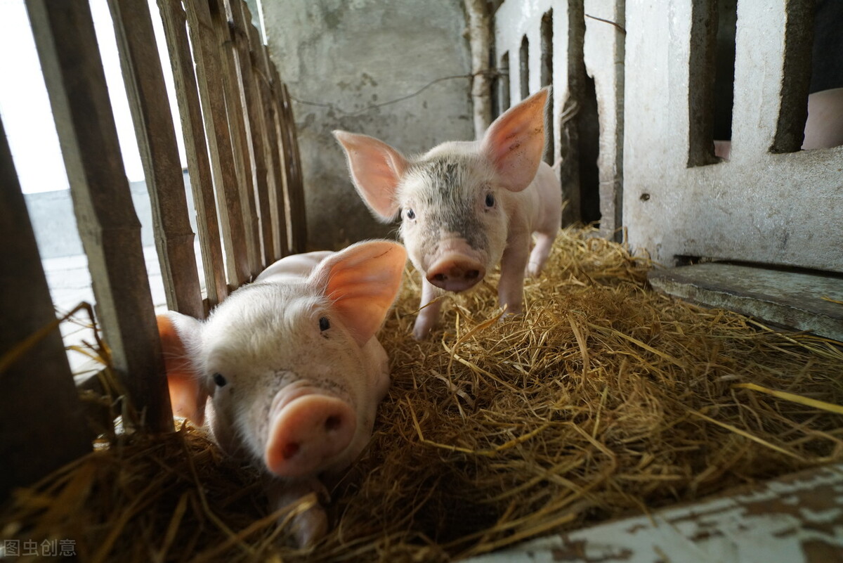 仔猪出生八天腹泻呕吐是什么病,仔猪出生拉稀快速解决方法