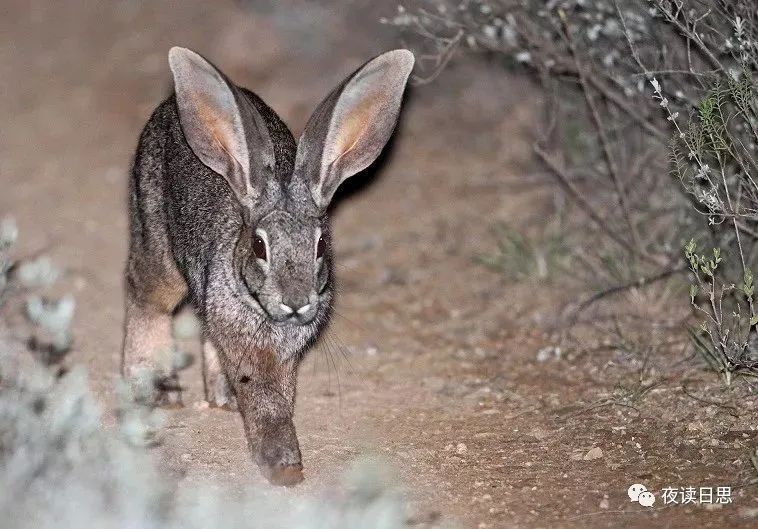 兔年的兔子是怎么样的,兔年兔子特点