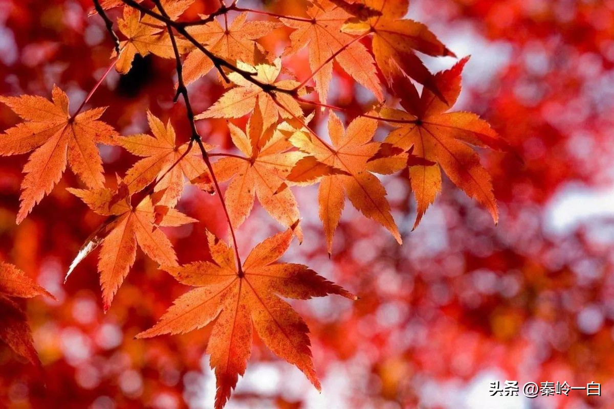 初唐四杰卢照邻的诗,初唐四杰卢照邻