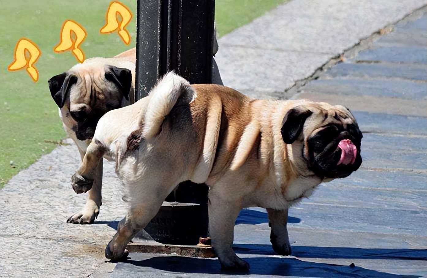 怎样用诱导剂训练狗狗定点上厕所,怎么教狗狗上厕所定点大小便