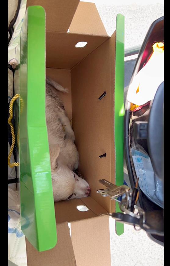 残疾小狗被遗弃完整视频,残疾被丢弃的小狗