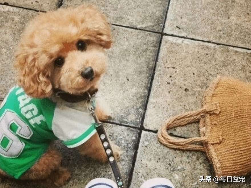 如何正确的纠正泰迪狗狗挑食,泰迪狗挑食怎么办最有效的方法