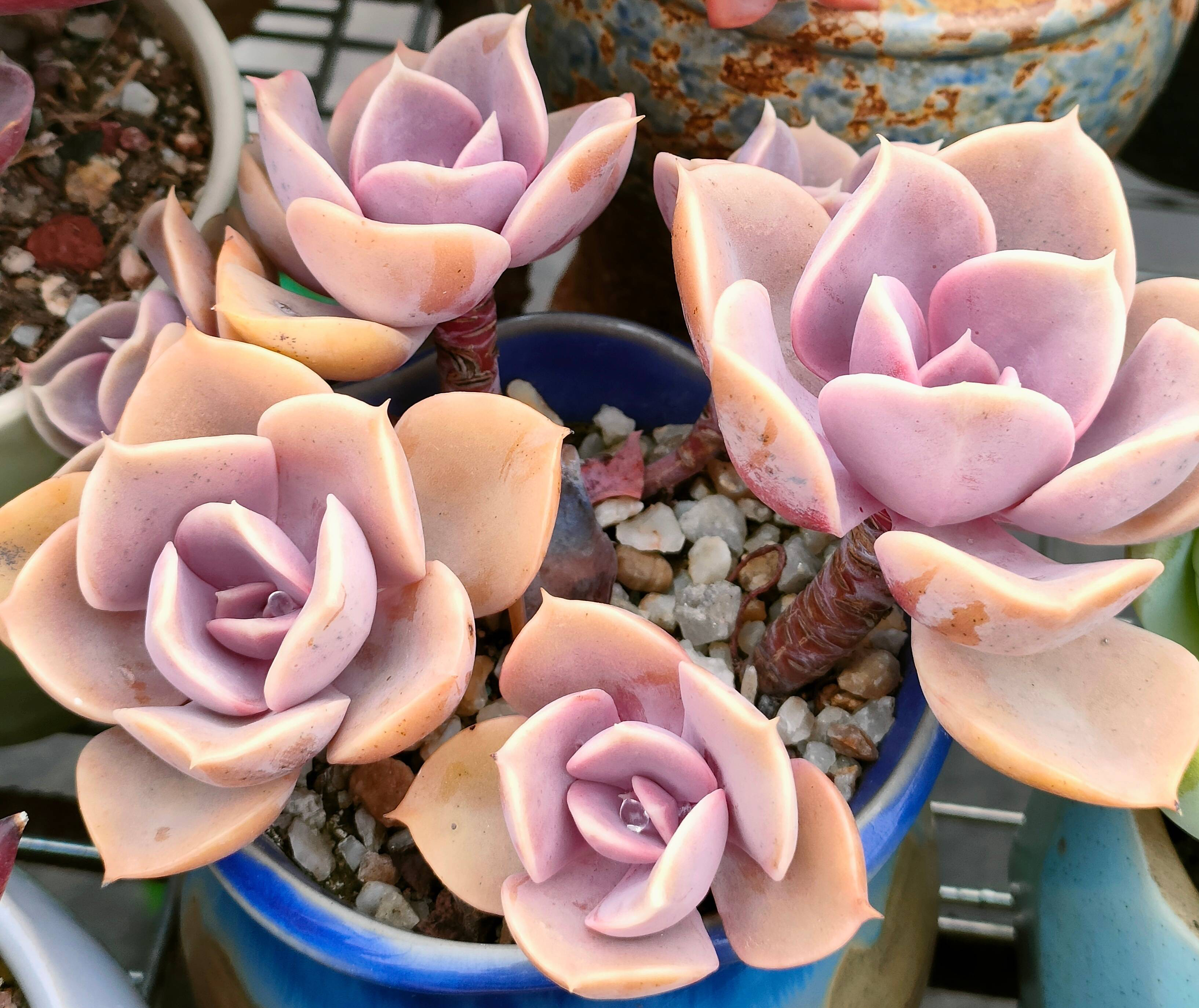 养多肉最简单的方法,多肉怎么养才能长得快又好还好看