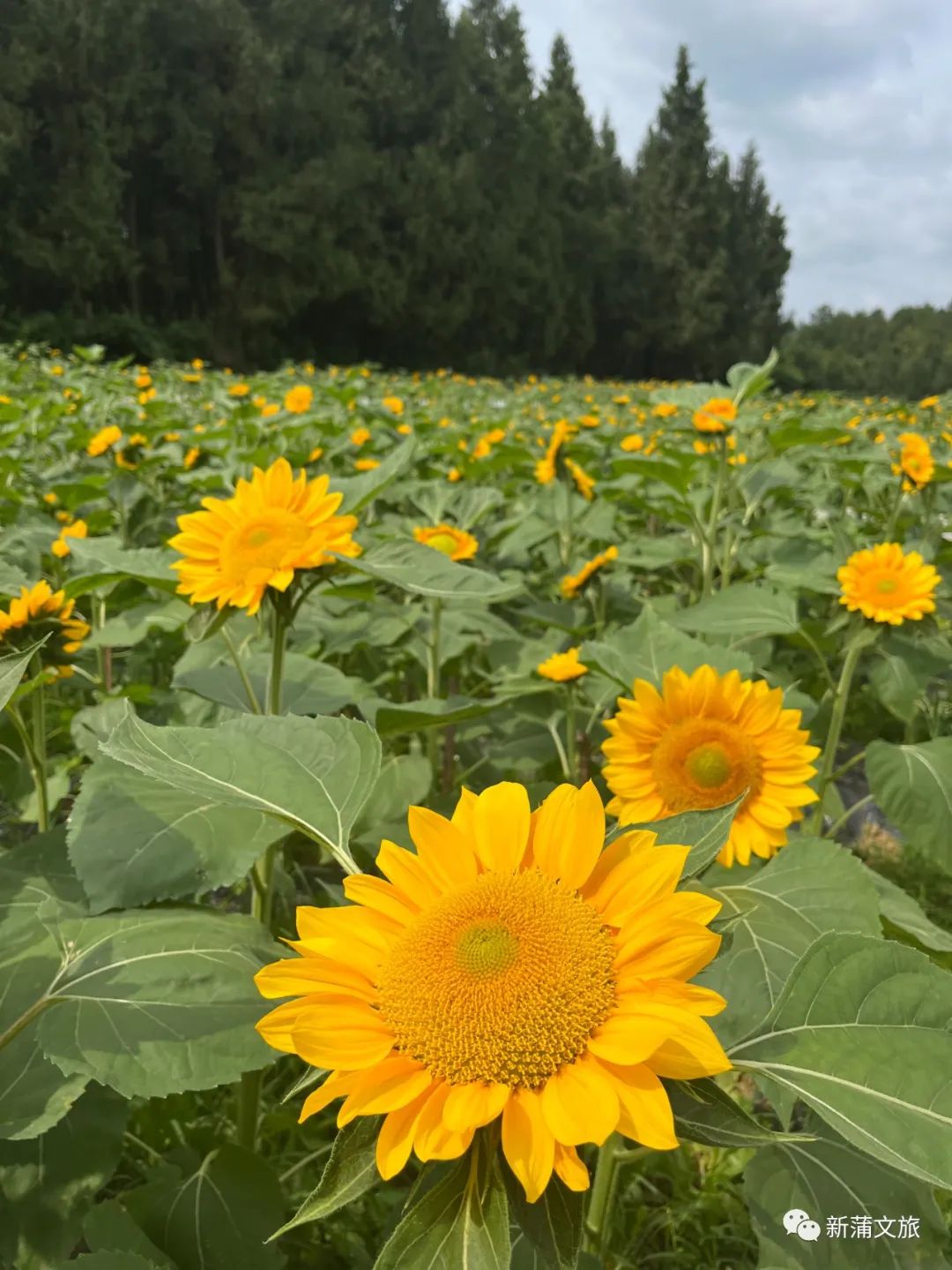 旅行稻草人王国,游玩的景区稻草人王国