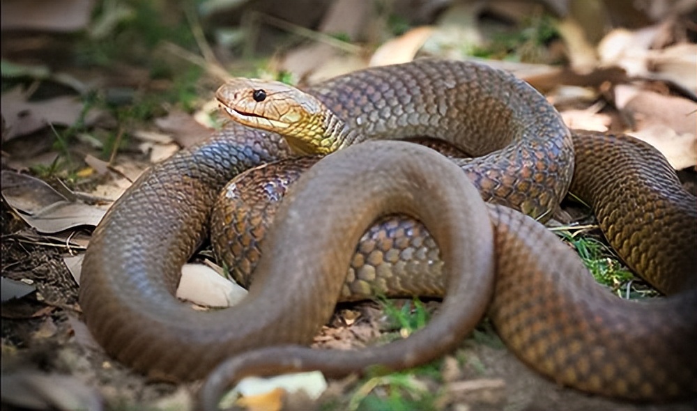 世界上毒蛇最毒排名眼镜蛇排第几,中国的十大毒蛇眼镜蛇排几名