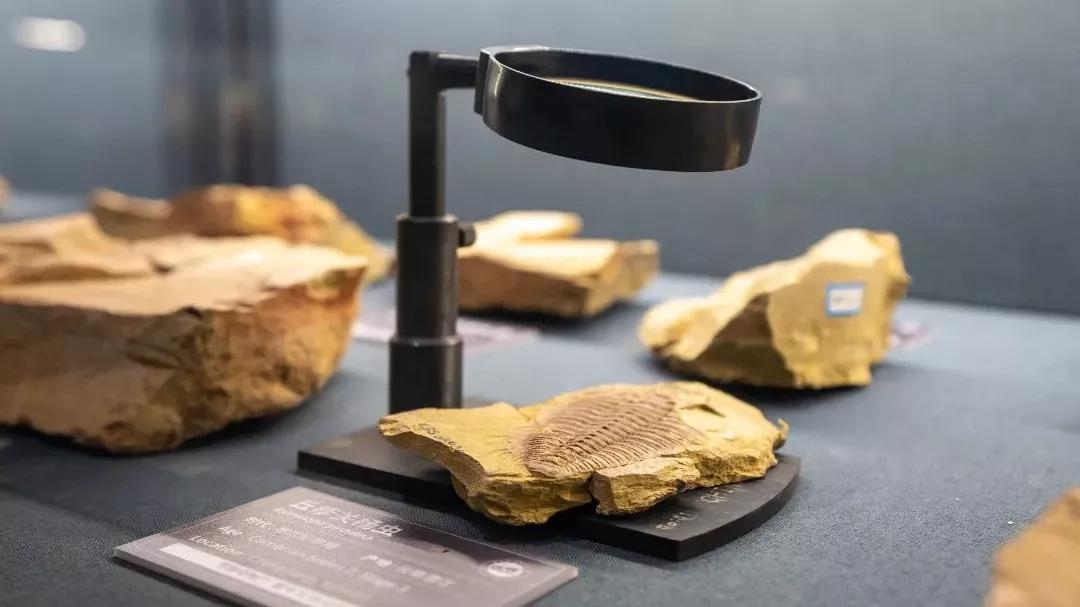 相约博物馆的感受,古生物博物馆南京