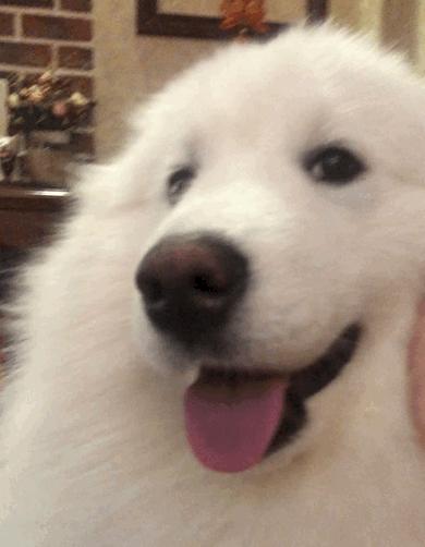 养一只小狗对孩子有什么好处,养只小狗对孩子成长的意义