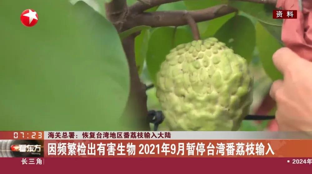 大陆刚刚解除对台水果制裁，就被告上WTO！为何如此的白眼狼？