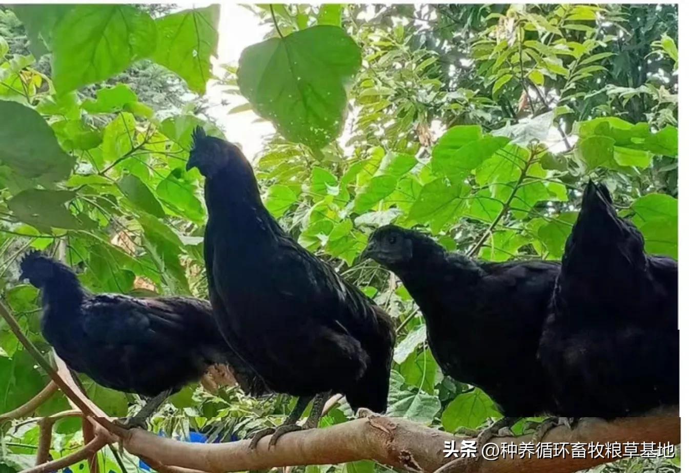 养鸡合同诈骗,合同养鸡到底是不是套路